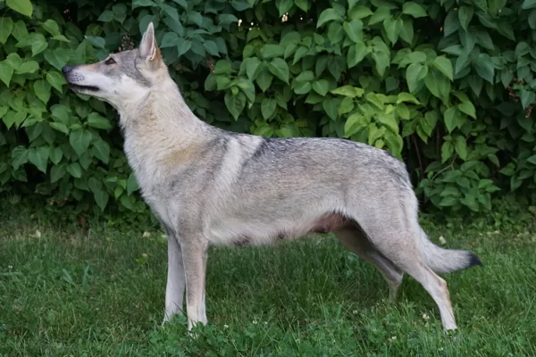 Táňa