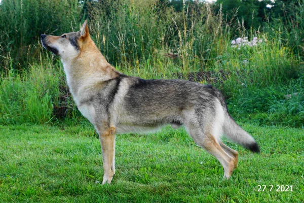 Diego